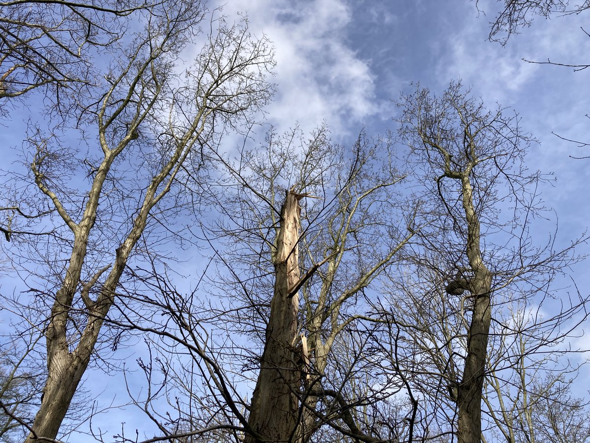 jcschut's tweet photo. #Kralingsebos #Rotterdam https://t.co/FSmCd2TSR6