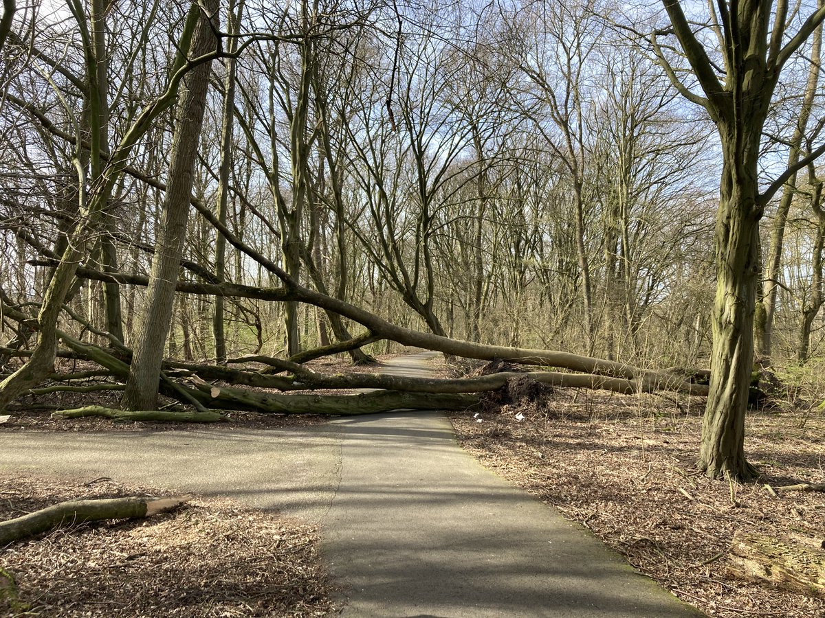 jcschut's tweet photo. #Kralingsebos #Rotterdam https://t.co/FSmCd2TSR6