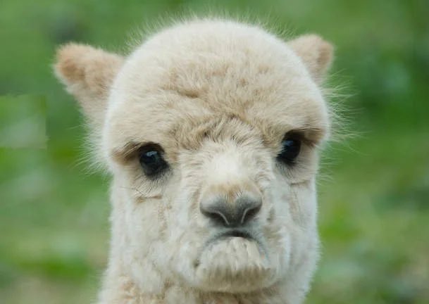 smilinglllama tweet media