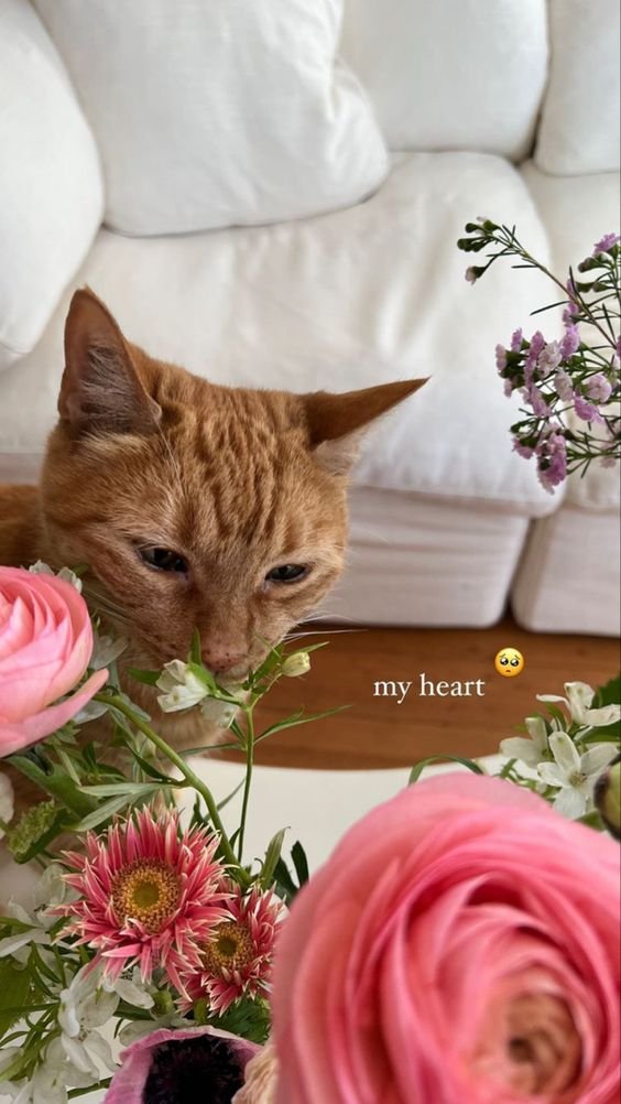 liIacdaisy's tweet photo. you will pass this exam, you will get that job, you will be happy 🌸🥳 https://t.co/YJtncDld9S