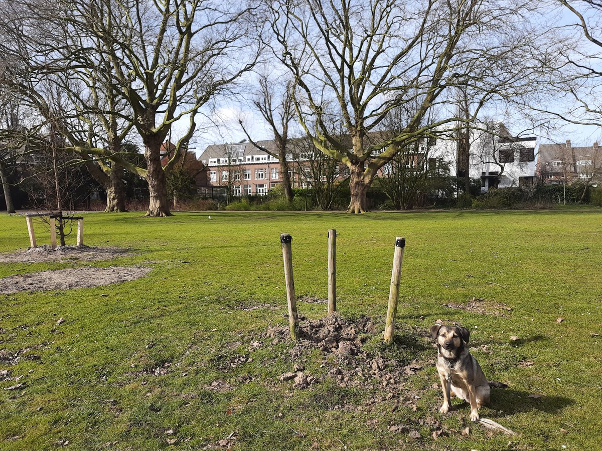 seeddoubt's tweet photo. Een jonge boom met wortel en al uitgegraven en verdwenen in Rotterdam Rozenburgpark. Bomendiefstal, hoe vaak zou dat voorkomen? Melding aan @Stadsbeheer010 gedaan via @BuitenBeter. Hopelijk komt er snel weer een nieuwe boom voor in de plaats. @DeBomenridders @Parken010 #treetheft https://t.co/RWDc7GcYAc