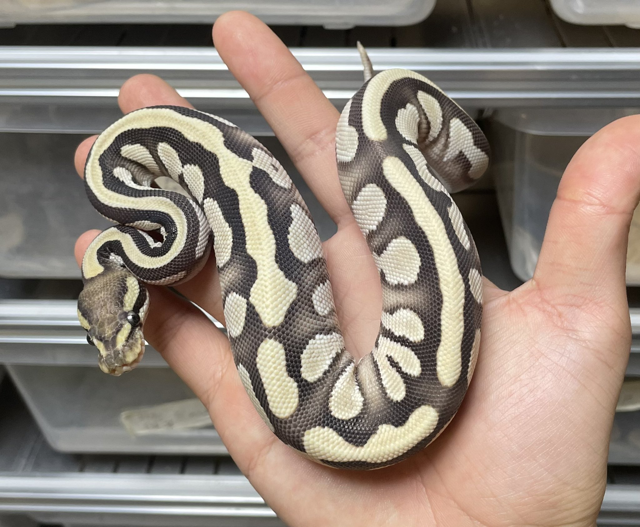 SHN REPTILES 2.0💮10月18.19日コウレプ on X: 