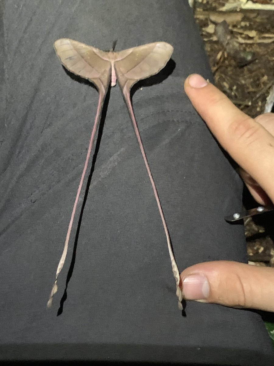 CNHackforth's tweet photo. You cannot beat the crazy shapes of tropical Saturniidae. Eudaemonia sp., NE Republic of Congo. 

(Sorry again for low quality; camera dead etc…) https://t.co/xmPV1AGSt4