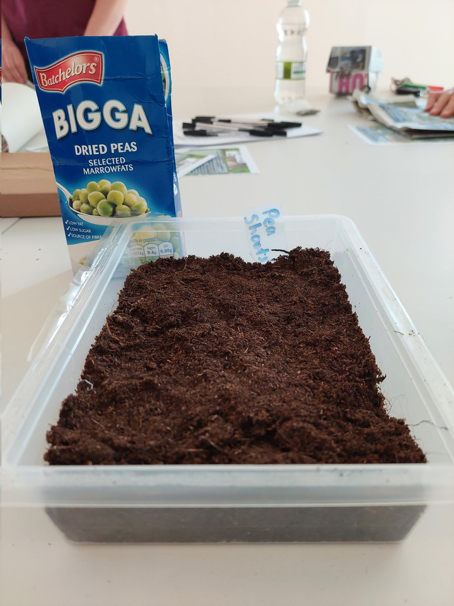 livfoodgrowers's tweet photo. Rachael from @croxtethgarden showing us some fab ideas for #WindowSillGrowing using recycled items. Who knew you could grow peashoots from mushy peas! @OpenEyeGallery https://t.co/iXvqpfUXCc