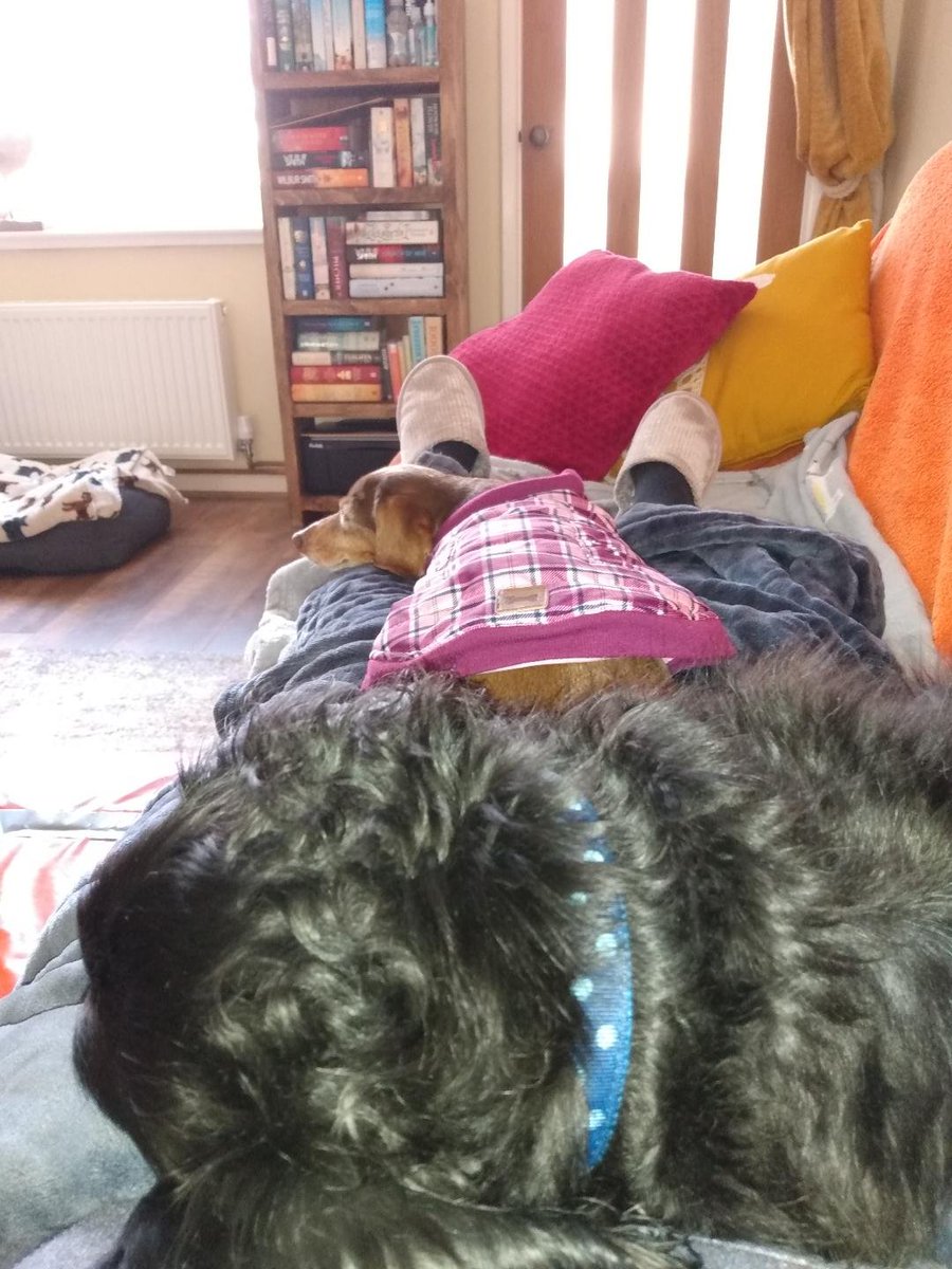 bangersarefab's tweet photo. Treato's Mum or we aint moving tee hee snigger snigger #dogsoftwitter #dogs #saturdaydogs #lazydogs https://t.co/af8UxvQXma