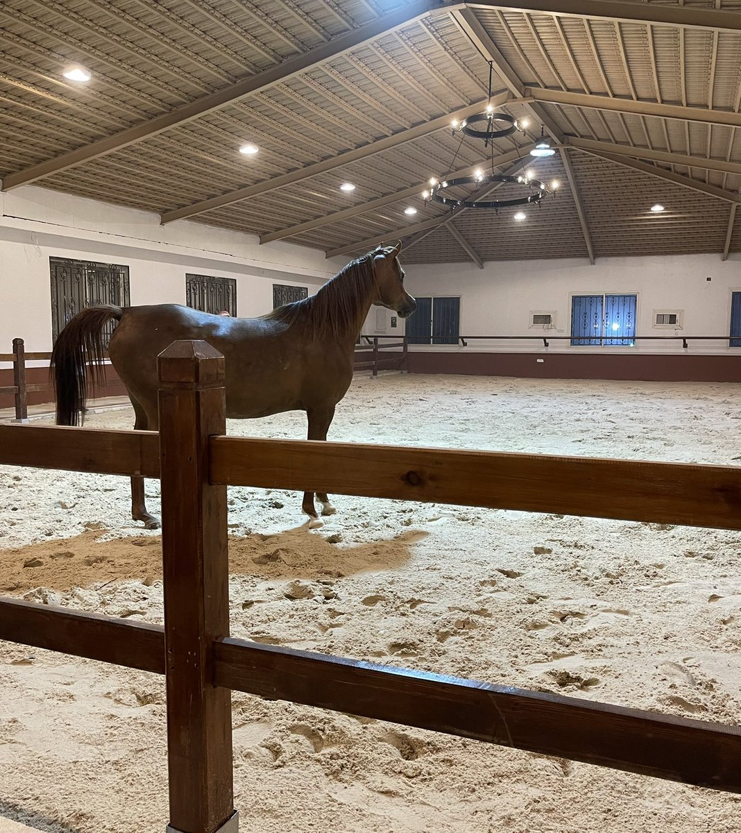 DrFahadAlharby's tweet photo. جمال #الخيل في #مربط_ناف مع الصديق العزيز نايف المبارك ، مزيداً من الجمال و الانتصارات أبا محمد ..
@nafstud https://t.co/hIsdteCqtT