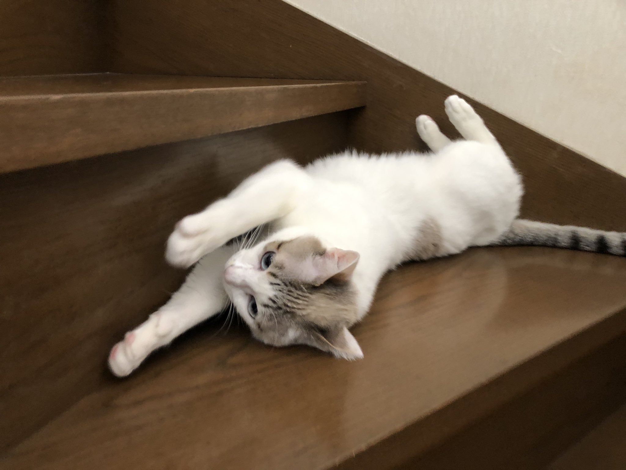 冥おー 猫は絶対自分が可愛いことを自覚している T Co Gln0mzejw3 Twitter