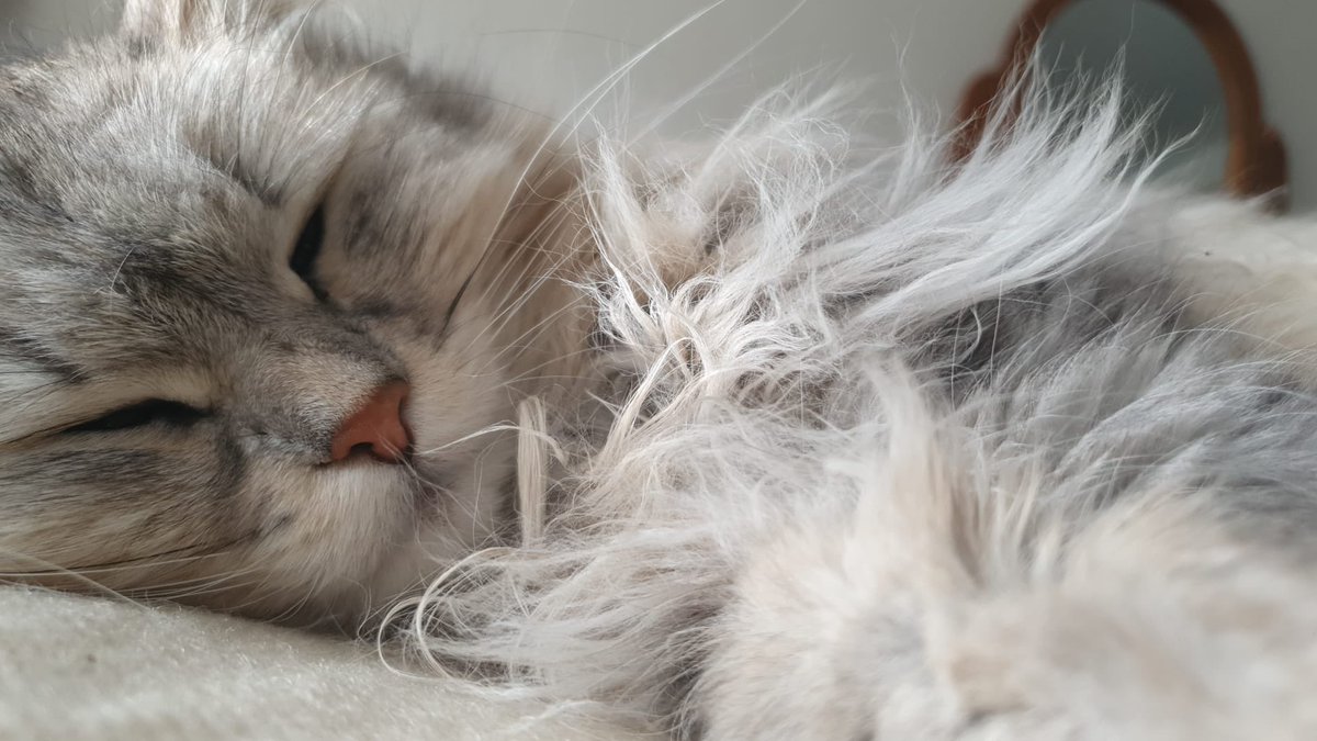kubothecat's tweet photo. schnoozin’ https://t.co/4TAWEUVJ2O