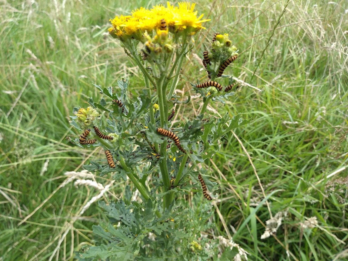 beekeeping_uk's tweet photo. https://t.co/kpOsNCOTFL says: As well as being the cinnabar caterpillarโs main food plant, ragwort supports more than 40 other insect species and is an important source of nectar. #notjustbees https://t.co/csAbj4dOLX