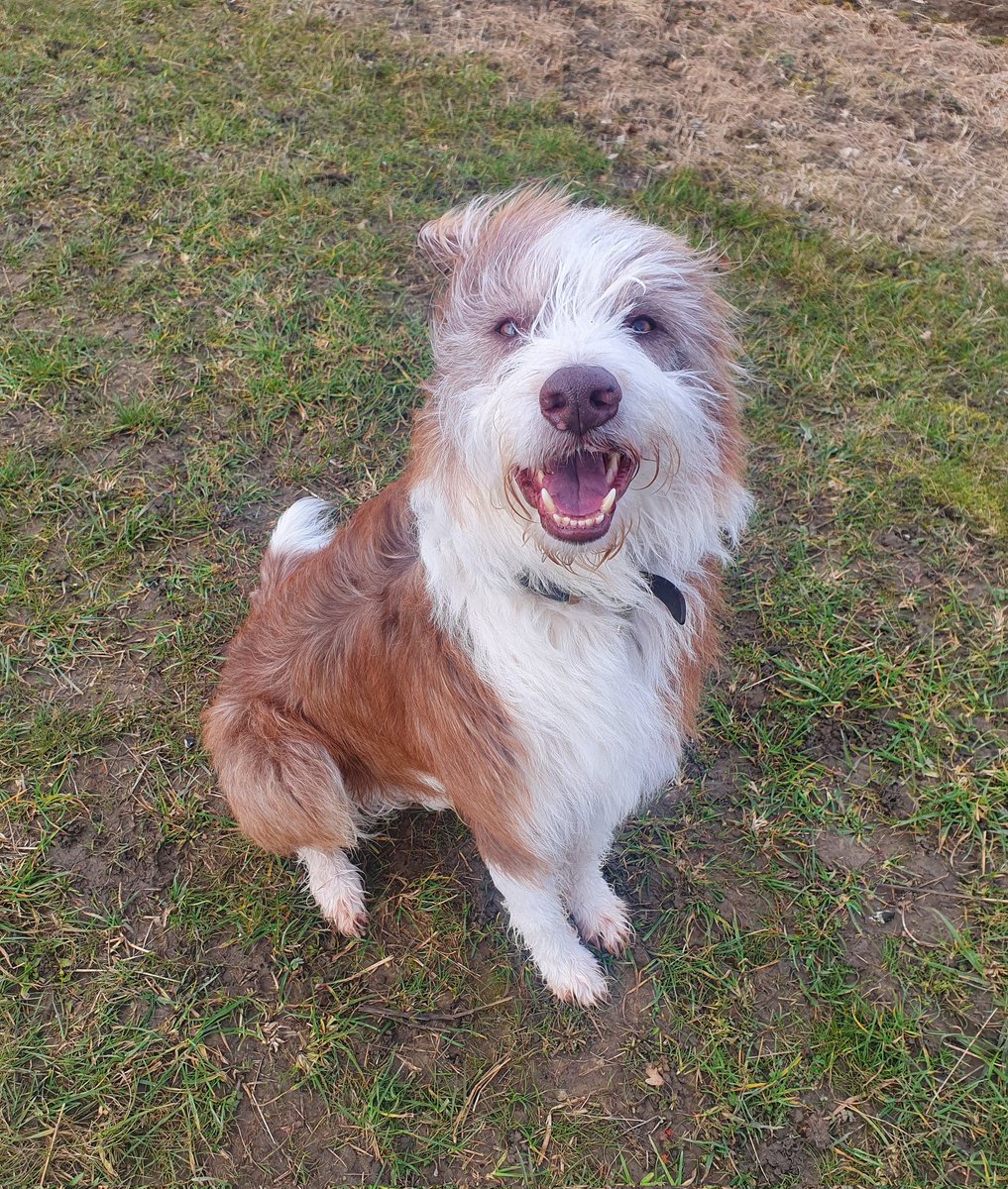 bubblegumtef's tweet photo. My boy Boswell on a windy walk! #Crufts2022 #Crufts https://t.co/YSGIOlMMY6
