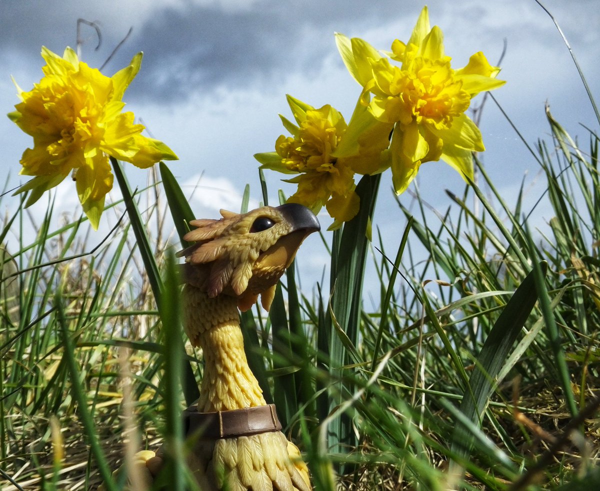 vrybudyschocobo's tweet photo. Kwwweeehhhhh... 🌞🏵️🌼🌻

#chocobo #kweh https://t.co/69JVTC6SgV