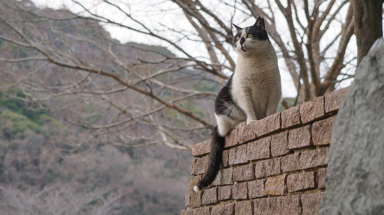 しまねこ (@nekosina3) / X