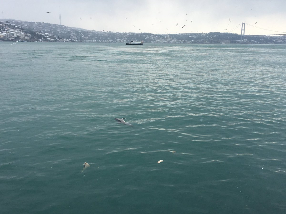 sezai yılmaz tweet media