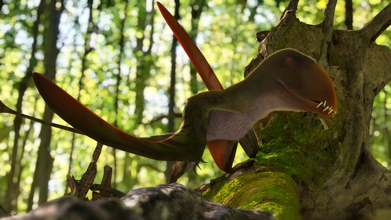 Jayson Duria on Twitter: "Dimorphodon https://t.co/IvXmsig4xc" / Twitter
