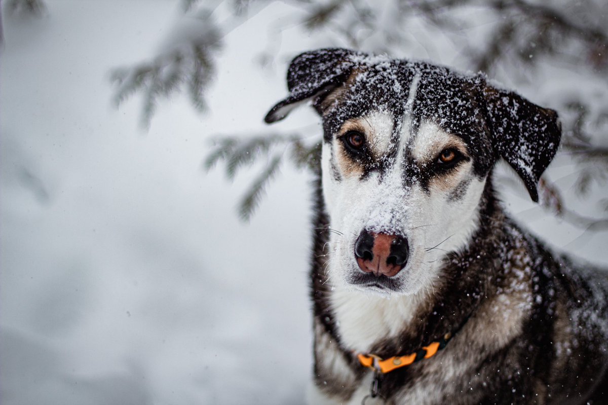 Snow storm saturday ❄️☃️ #snow #snowstorm #dogsoftwitter #twitterdogcommunity #twitterdogs #husky #dogsofinstagram #dogsofcanada #woofnottweet