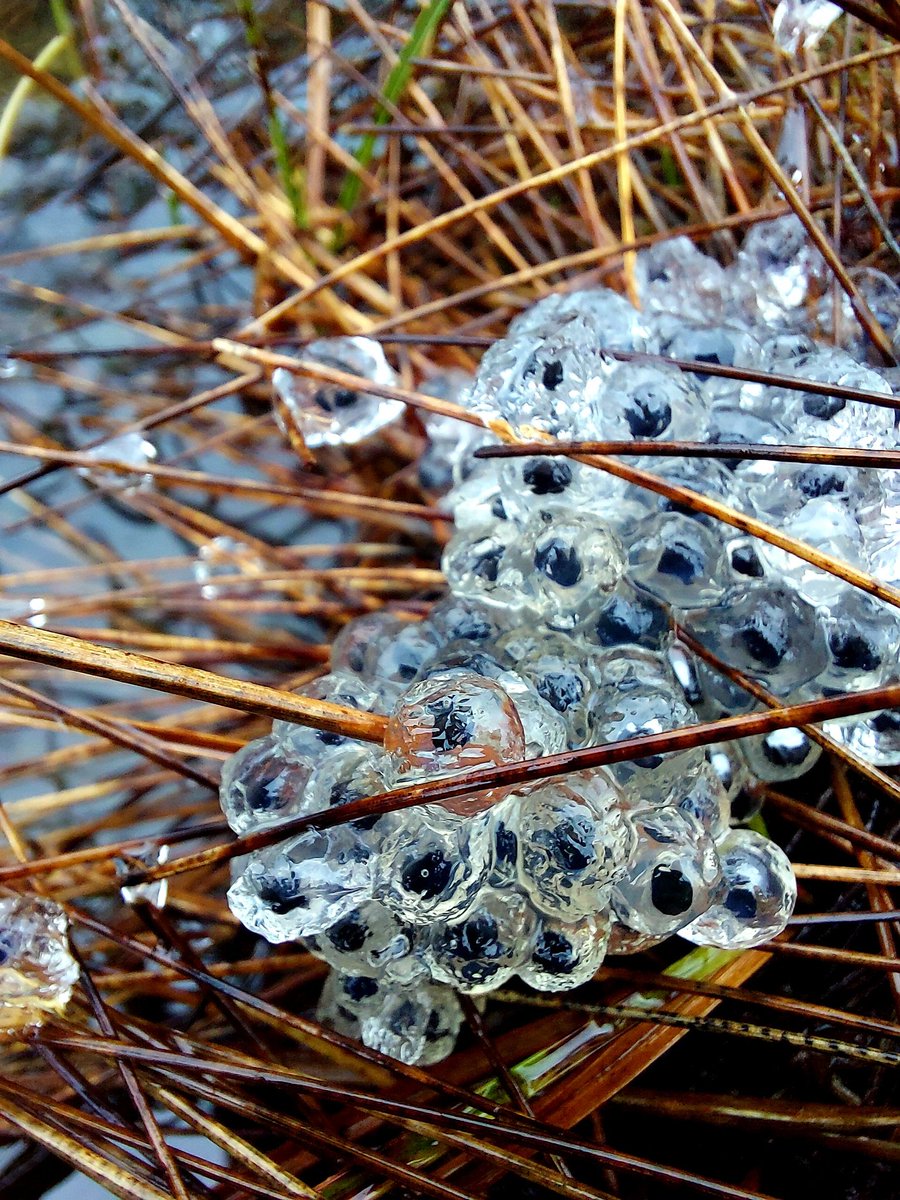 BallinderryRT's tweet photo. Our #wetlands such as wet grasslands, marshes, swamps and bogs are important for species like the common #frog (Rana temporaria) - #frogspawn spotted by the team in last couple weeks - #peatland habitats, #BallinderryRiver catchment #spring #phenology https://t.co/GtIILMkcVa