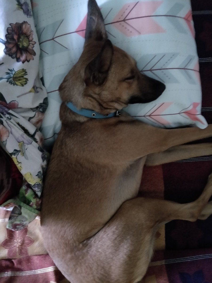 YogiDesiDog's tweet photo. New cushion arrived today, I gave it a try...seems fine ๐พ๐ถ๐พ
#SaturdaySiesta #DogsofTwittter #dogslife https://t.co/bagCJIGBEm