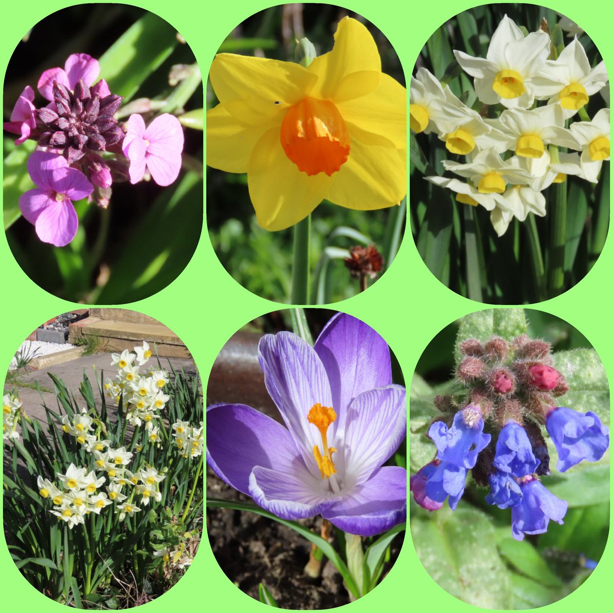 New delights in the garden every day!
#SixOnSaturday #Flowers #gardening