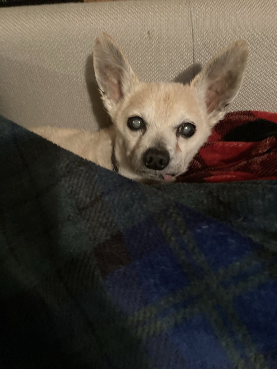 chihushua's tweet photo. This is Scout’s “Are you kidding me?” in the morning look. https://t.co/ooMH8gqACp