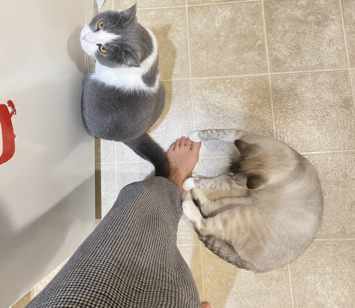 ipanchos's tweet image. Have a nice weekend, I still need to take care of you, who will take care of me 🧐🧐🧐 #cat  #Caturday  #Catwoman