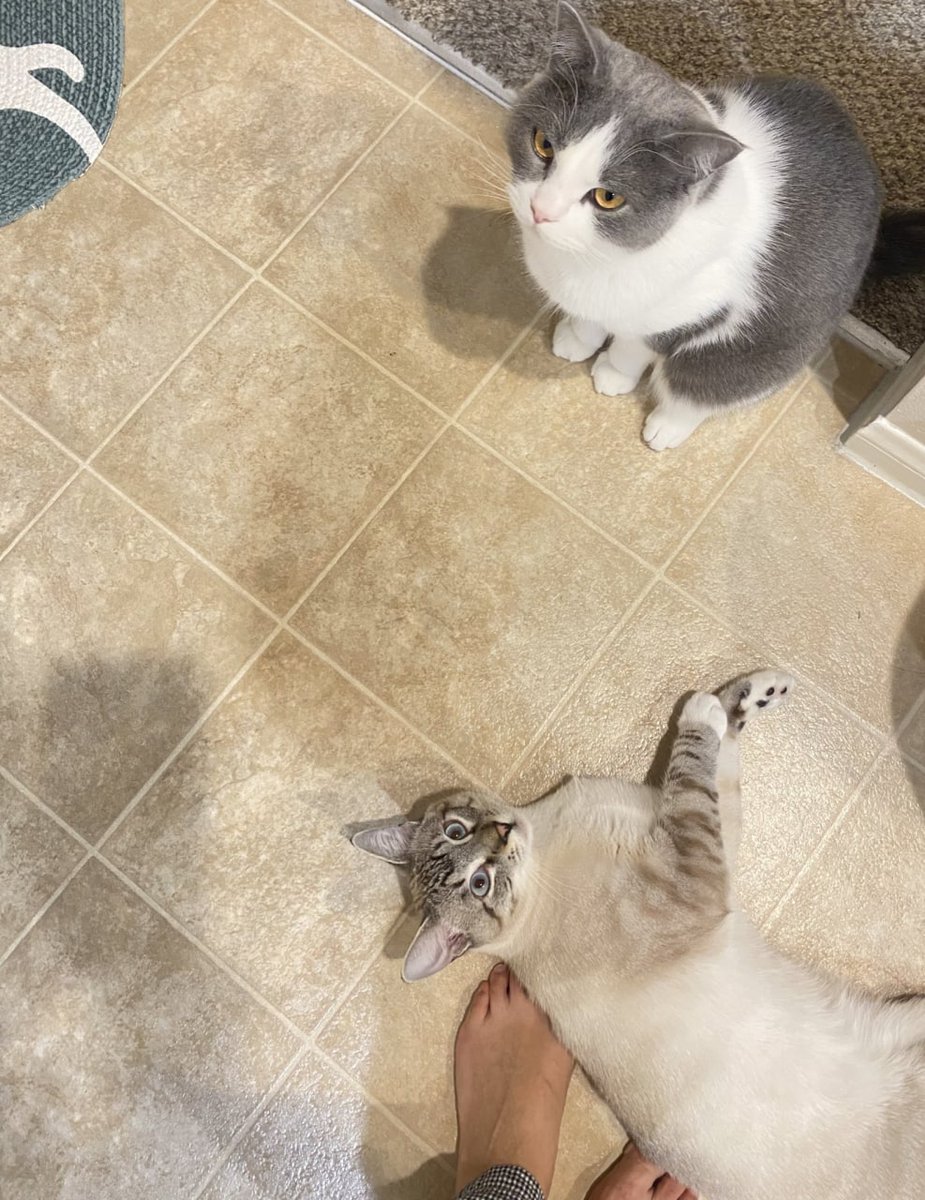 ipanchos's tweet image. Have a nice weekend, I still need to take care of you, who will take care of me 🧐🧐🧐 #cat  #Caturday  #Catwoman