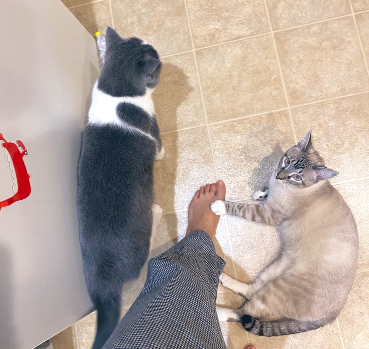 ipanchos's tweet image. Have a nice weekend, I still need to take care of you, who will take care of me 🧐🧐🧐 #cat  #Caturday  #Catwoman