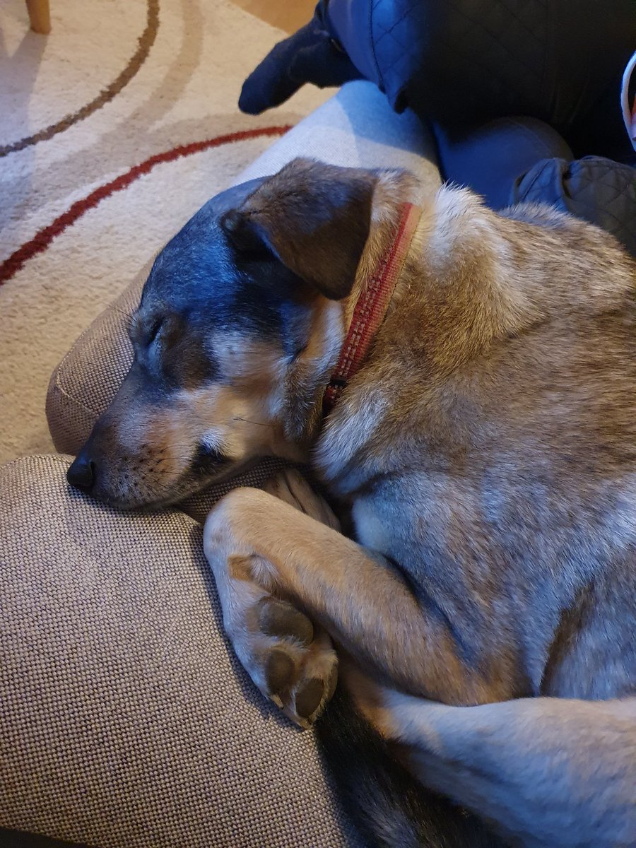 BlueBlue96yo's tweet image. She turns 6 today 🥰