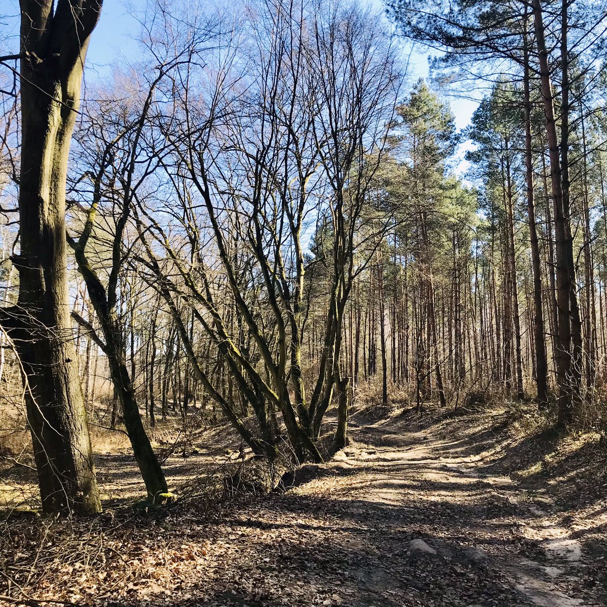 underagreysky's tweet photo. Walking at the end of winter… #derflaeming #adventuresbeyondthefrontdoor https://t.co/U8F1yg5Dsq