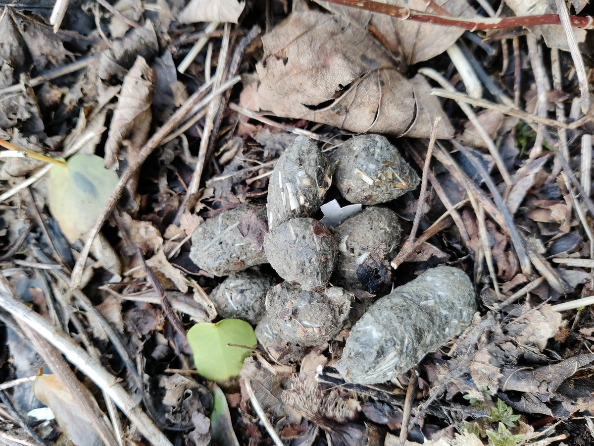 semiquaver_bex's tweet photo. @BarnOwlsNI @RSPBNI @UlsterWildlife 

Took this photo in the garden and have just been searching to see what type of animal poop it was, but am now wondering if it is owl pellets? I would be over the moon if I thought we had owls! What do you think? https://t.co/o34CaG6CQ8
