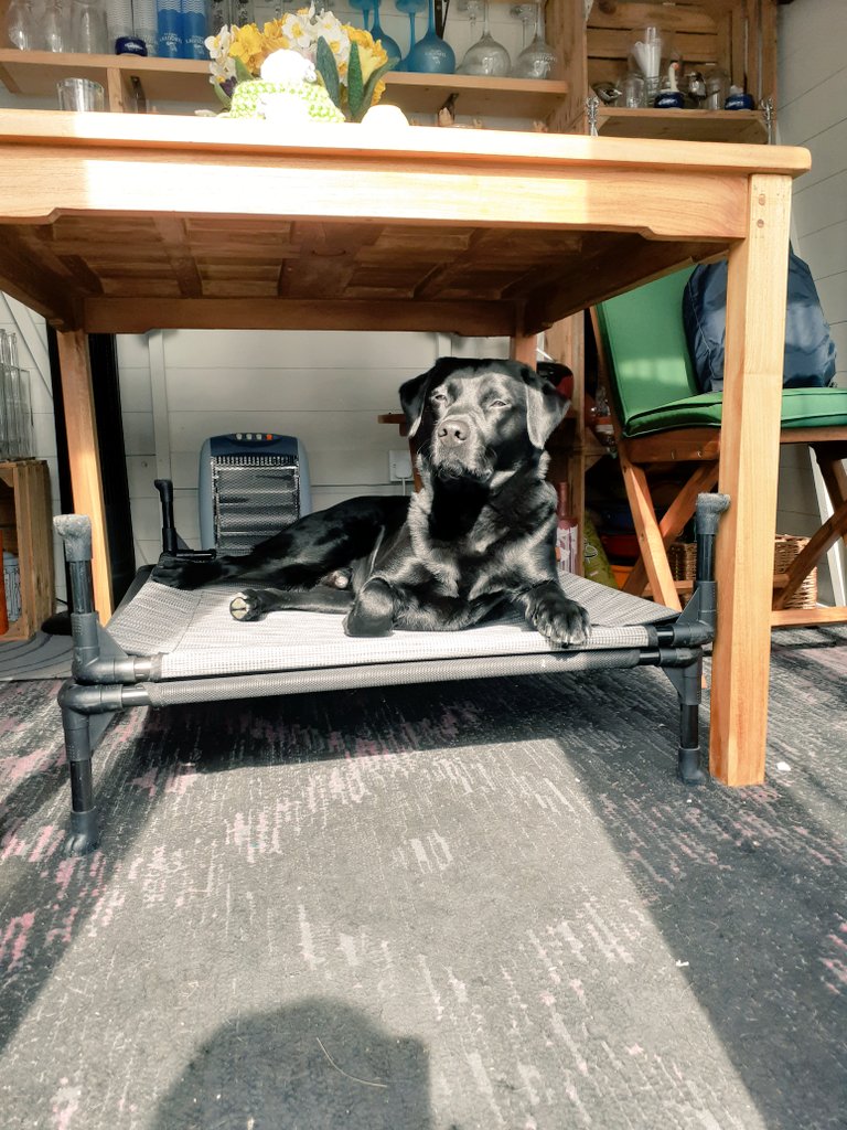 FurbabyPrince's tweet photo. Happy weekend #furpals I'm out #sunpuddling in da #SummerHouse before the #rosemen 🌹🏴are on the telly have a great day👍 https://t.co/x2f1XwVpRO