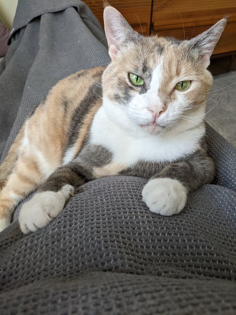 Kızım ve Oğlum 🐱❤️🤰🏼🐣