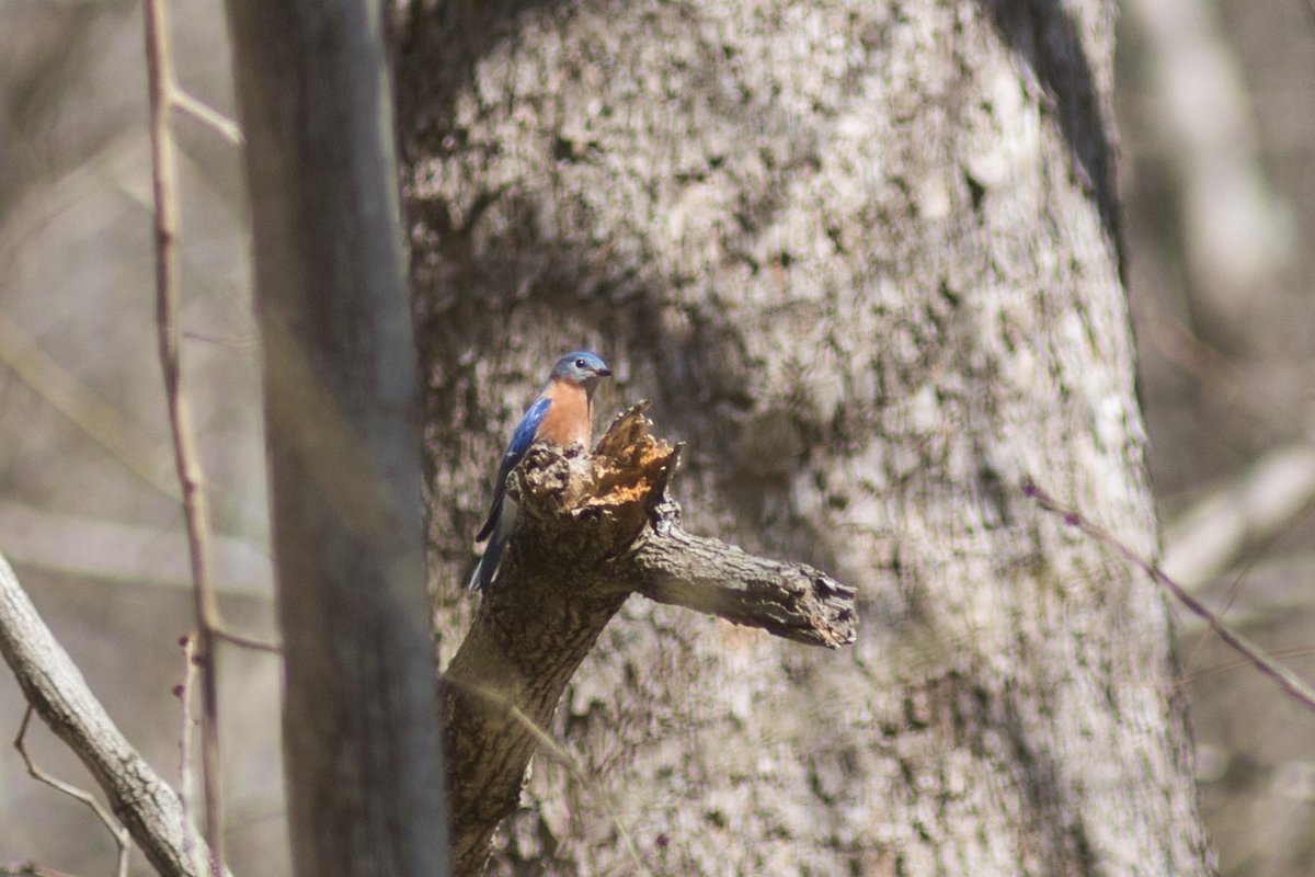 Jonnygrave's tweet photo. I met an eastern bluebird in the woods between Fletcher's Cove and Chain Bridge. Once home, I read an article @JohnKelly wrote last year on how he never spots them. I feel fortunate to have met such a secretive neighbor. https://t.co/y7o2jyihZs