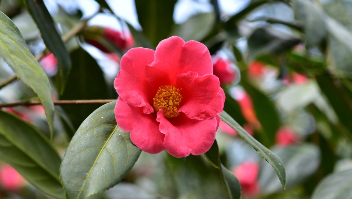 SamuelF97758401's tweet photo. Spring flower, spring flowers https://t.co/WvSza3pfIj