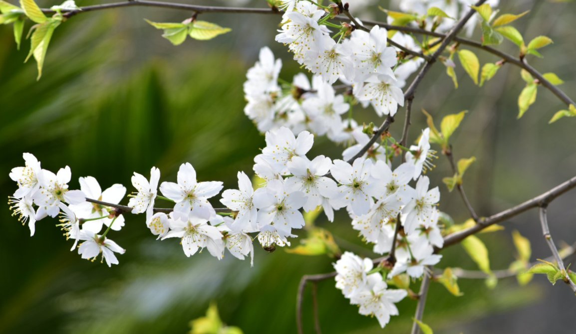 SamuelF97758401's tweet photo. Spring flower, spring flowers https://t.co/WvSza3pfIj