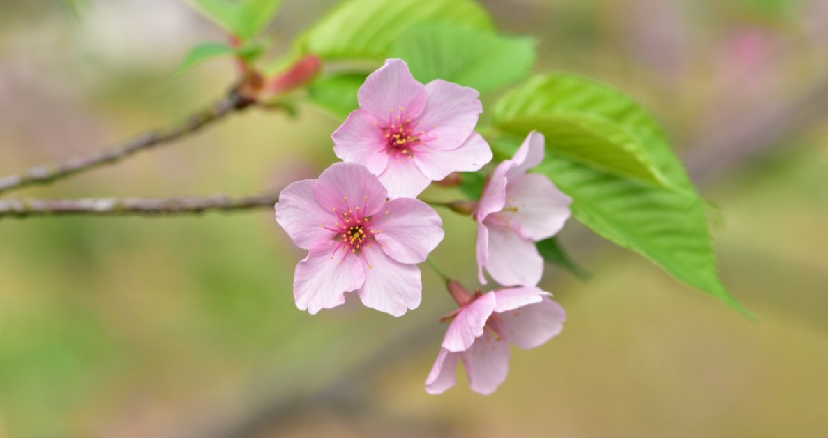 SamuelF97758401's tweet photo. Spring flower, spring flowers https://t.co/WvSza3pfIj