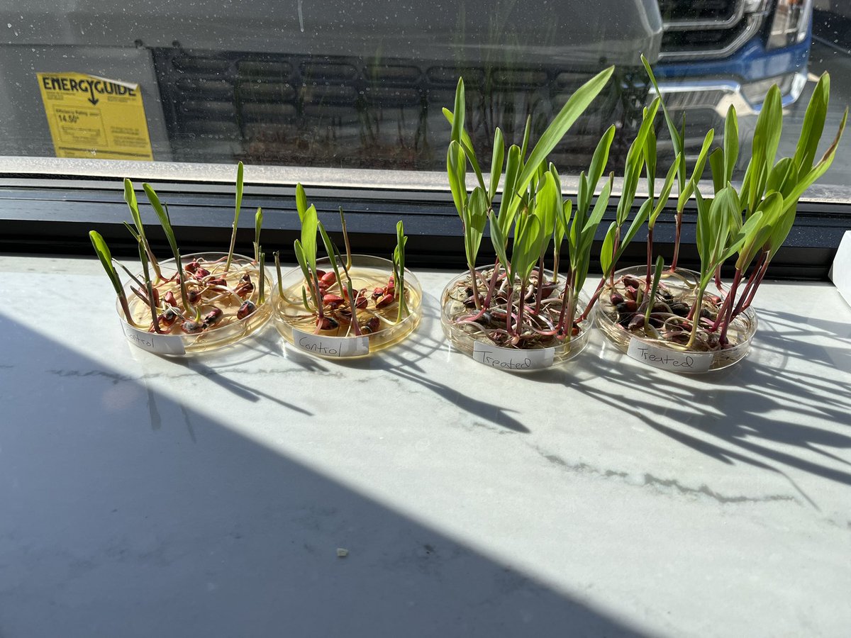 MasonClaude5's tweet photo. Pretty cool to see what a little bit of micronutrients in a talc graphite mix can do for early season plant vigor
@bw_fusion https://t.co/lbUqINRFtW
