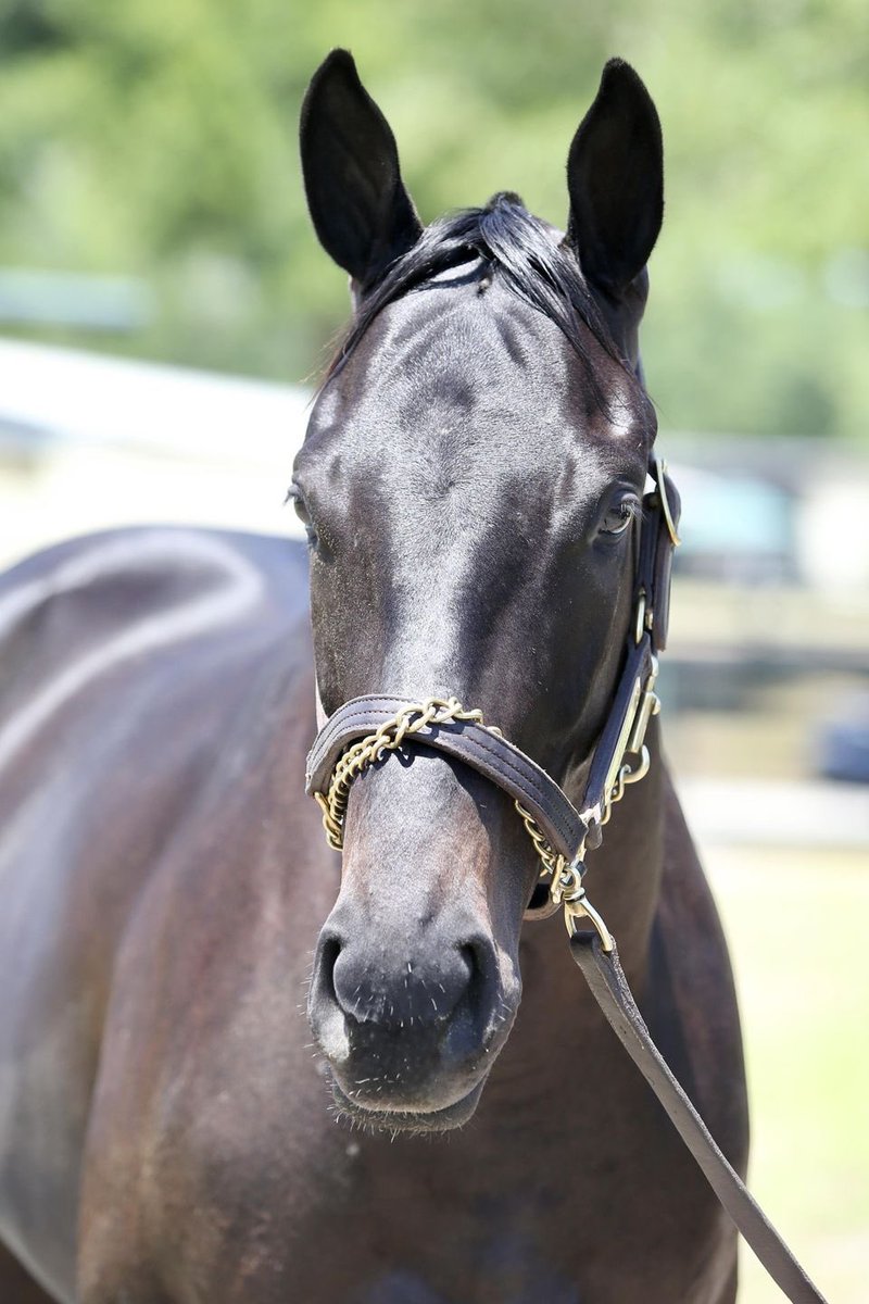SarahHorsegirl's tweet image. Good Morning from my girl Micro Share ( Upstart- Whosbeeninmybed by The Daddy) #MyGirl #MicroShare #MyRaceHorse love Micro Share 🤗❤️🥰😘