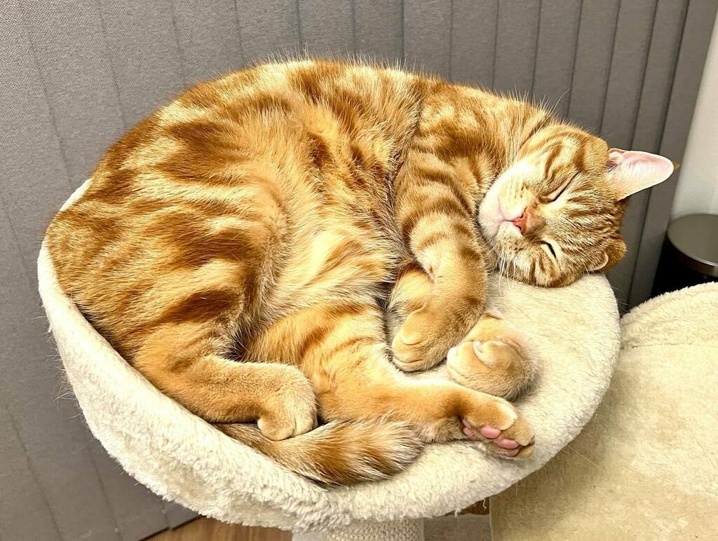 ogawa's tweet photo. #redtubby #americanshorthair #cat #レッドタビー #アメリカンショートヘア #猫 #いいね待ち猫 https://t.co/gN3ZYGy1wB https://t.co/O0Ao87IvME