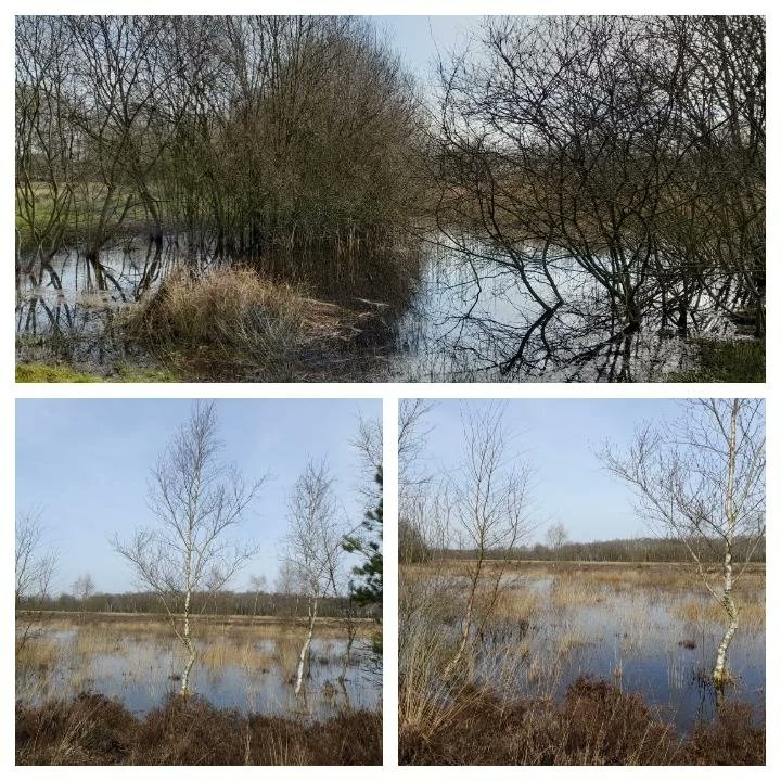 GerdieWest's tweet photo. Zaterdag wandeldag. En weer lekker een georganiseerde wandeling. Niet nadenken, gewoon lopen #westerbork #orvelte #wandelen https://t.co/bb31G1Z72Q
