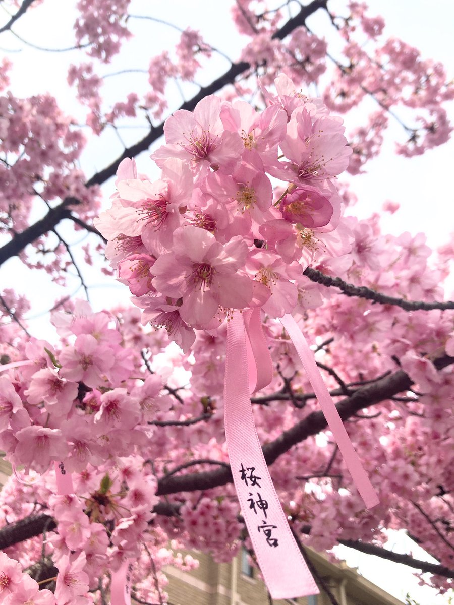 ctheron97's tweet photo. 2022年3月10日
#桜神宮
#御朱印
#河津桜
毎年恒例のこの時期に参拝🌸
満開ですね🌸🌸🌸🌸🌸🌸
東京都世田谷区新町 https://t.co/VbLQzKA8U7