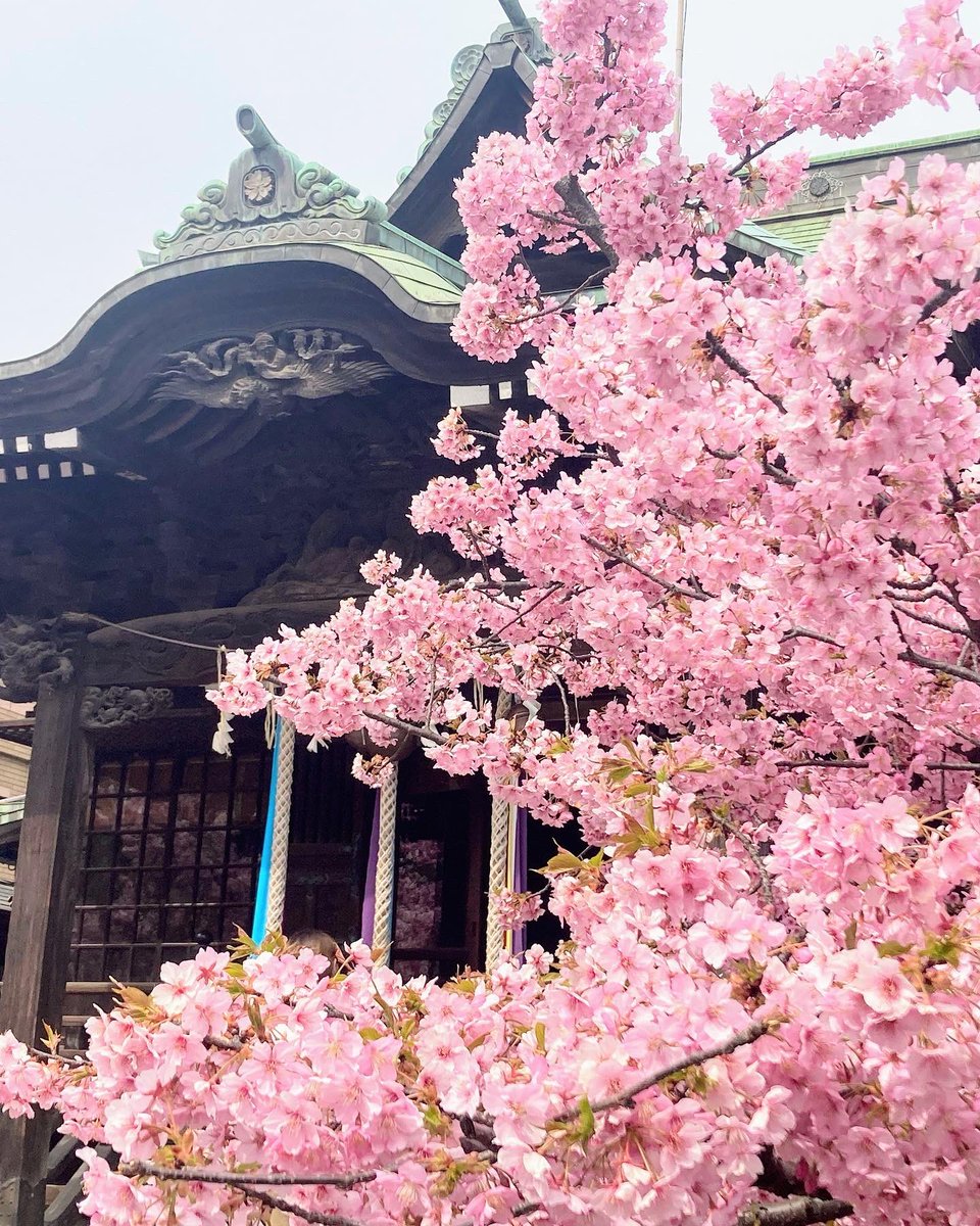 ctheron97's tweet photo. 2022年3月10日
#桜神宮
#御朱印
#河津桜
毎年恒例のこの時期に参拝🌸
満開ですね🌸🌸🌸🌸🌸🌸
東京都世田谷区新町 https://t.co/VbLQzKA8U7