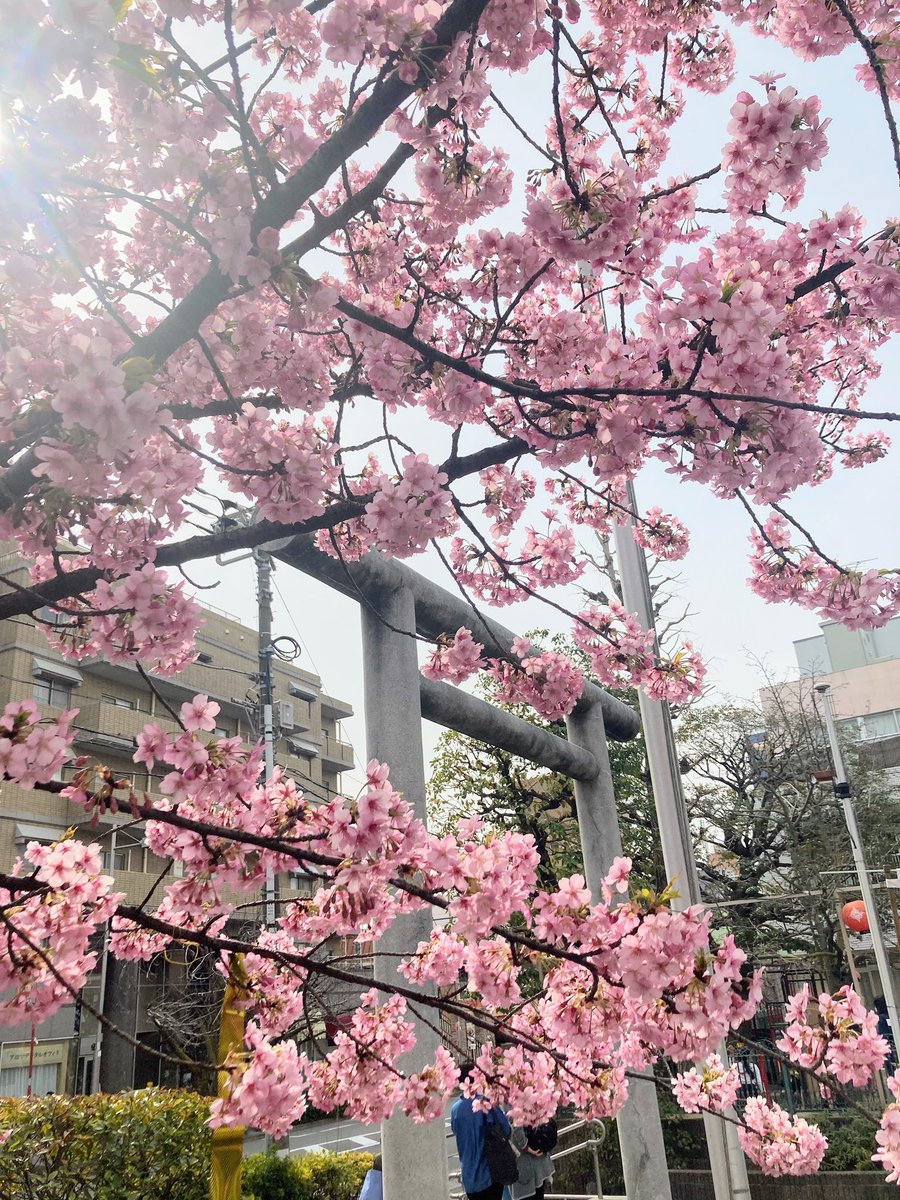 ctheron97's tweet photo. 2022年3月10日
#桜神宮
#御朱印
#河津桜
毎年恒例のこの時期に参拝🌸
満開ですね🌸🌸🌸🌸🌸🌸
東京都世田谷区新町 https://t.co/VbLQzKA8U7