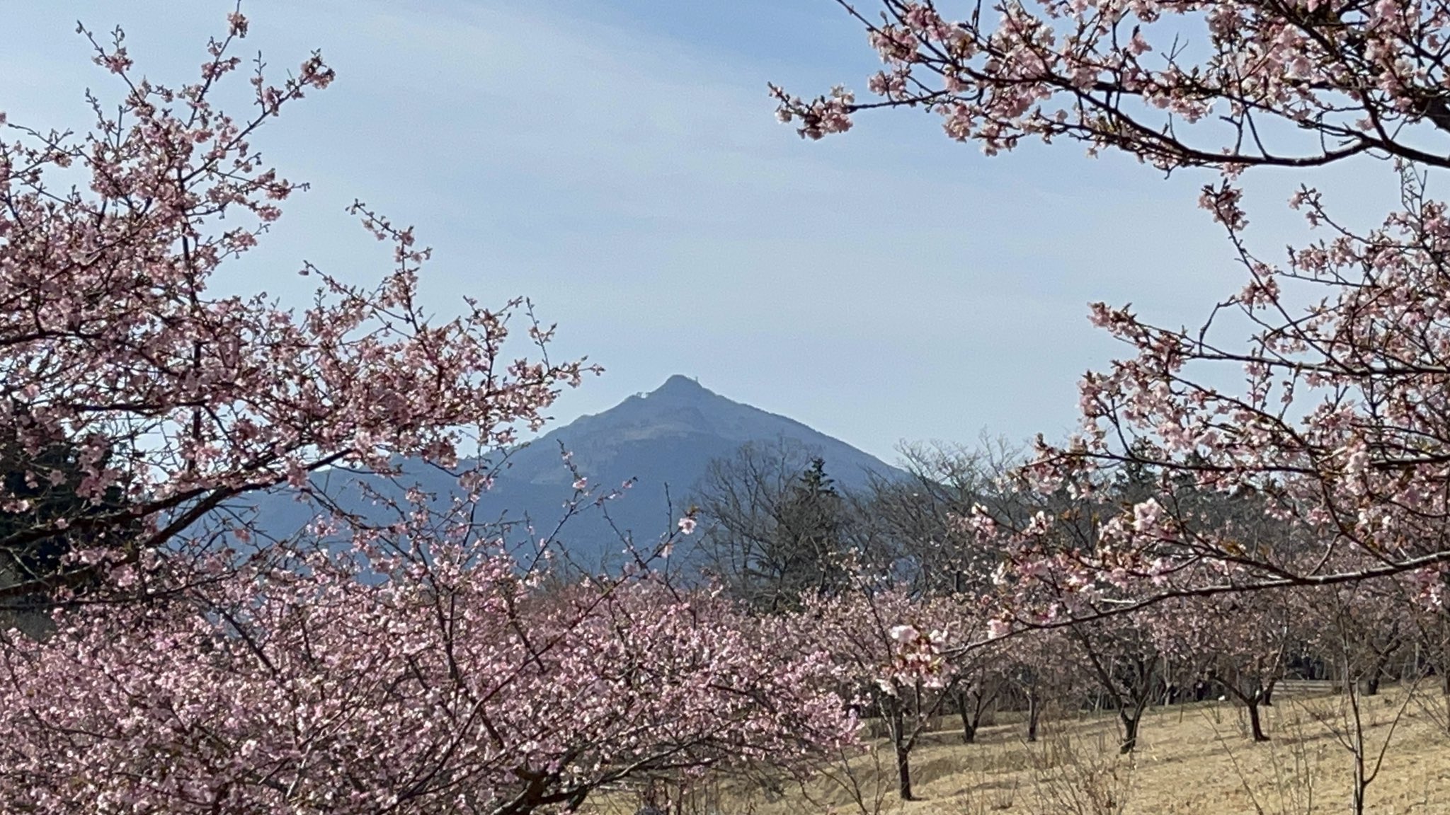 花やさと山 Twitter Search Twitter