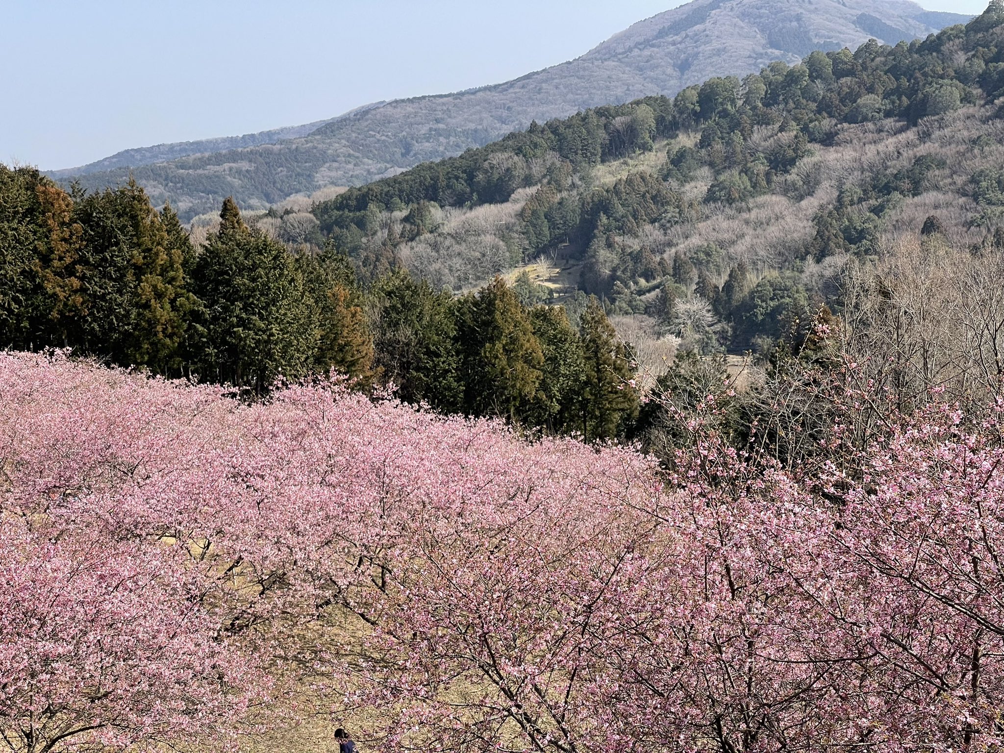 花やさと山 Twitter Search Twitter