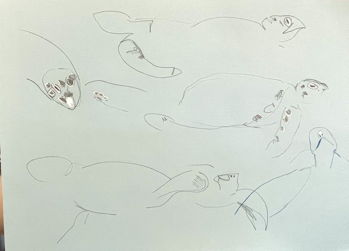 sardav64's tweet photo. Drawing rescued #seaturles with @WildDrawing and @OliveRidley1 https://t.co/mSSgIHjl6N