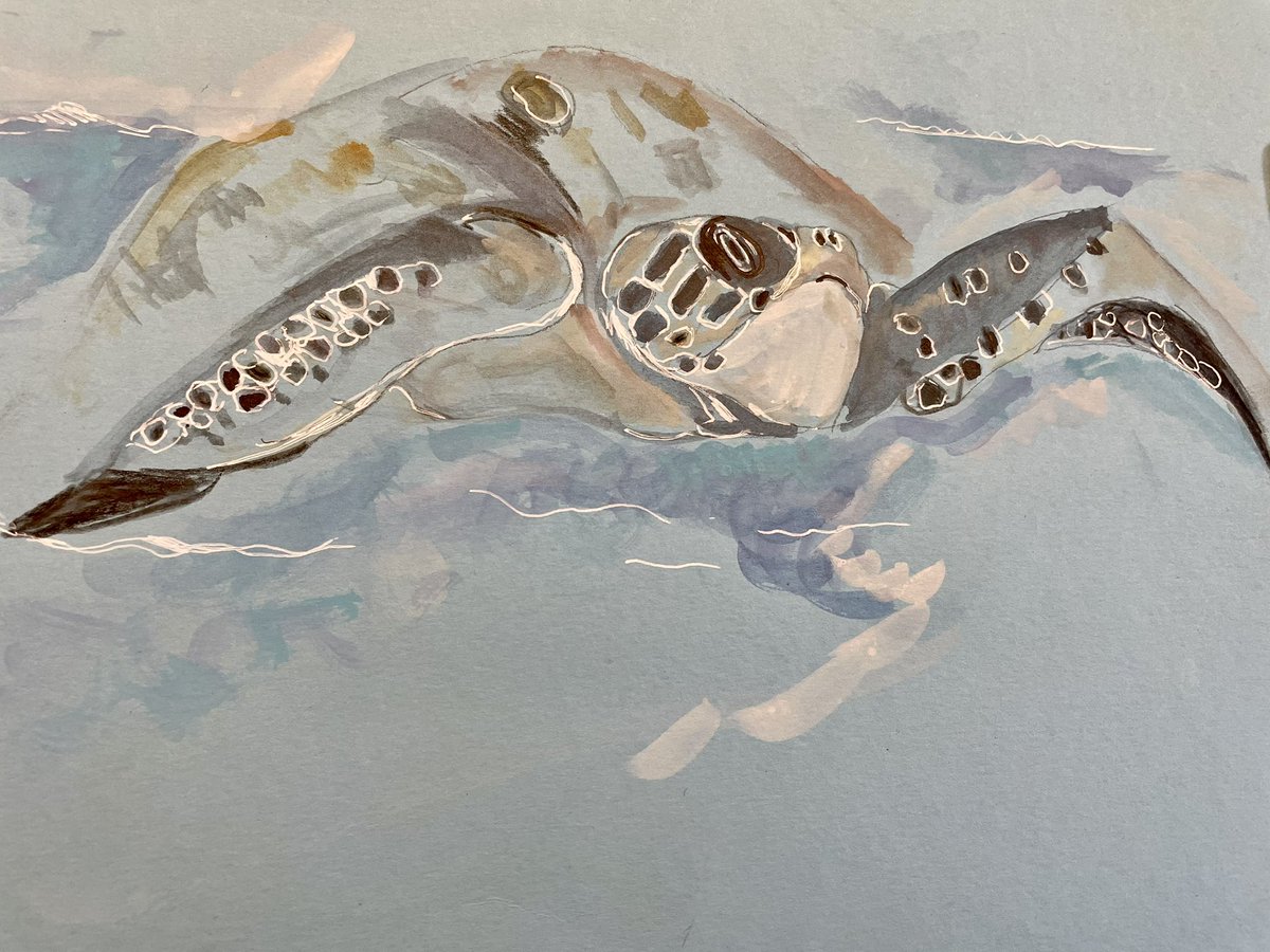 sardav64's tweet photo. Drawing rescued #seaturles with @WildDrawing and @OliveRidley1 https://t.co/mSSgIHjl6N