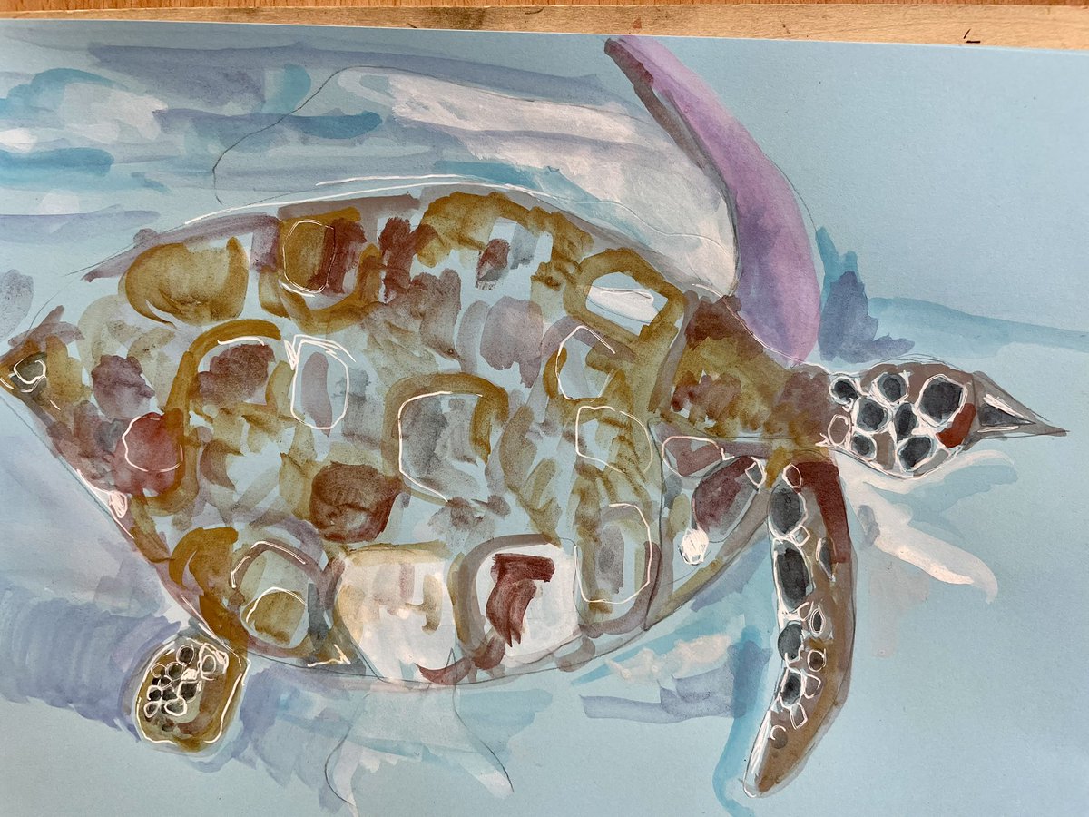 sardav64's tweet photo. Drawing rescued #seaturles with @WildDrawing and @OliveRidley1 https://t.co/mSSgIHjl6N