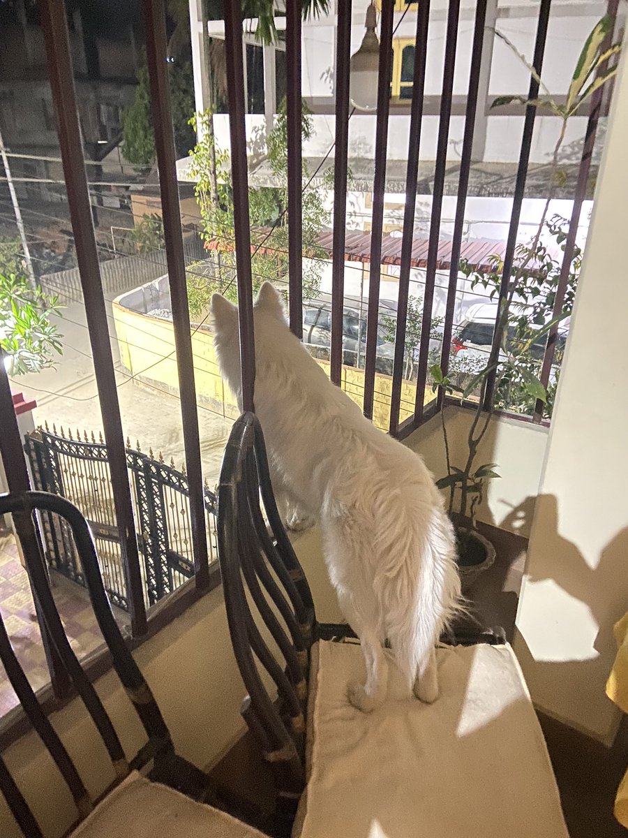 rufusgoodboy's tweet photo. Neighbourhood watch!!👀 #dogs #dogsoftwitter #twitterdogs #pets https://t.co/KNrTqeXGGv