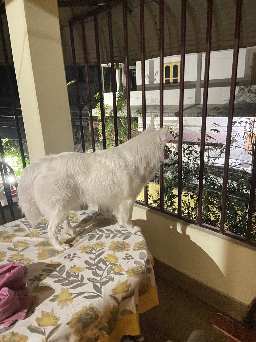 rufusgoodboy's tweet photo. Neighbourhood watch!!👀 #dogs #dogsoftwitter #twitterdogs #pets https://t.co/KNrTqeXGGv