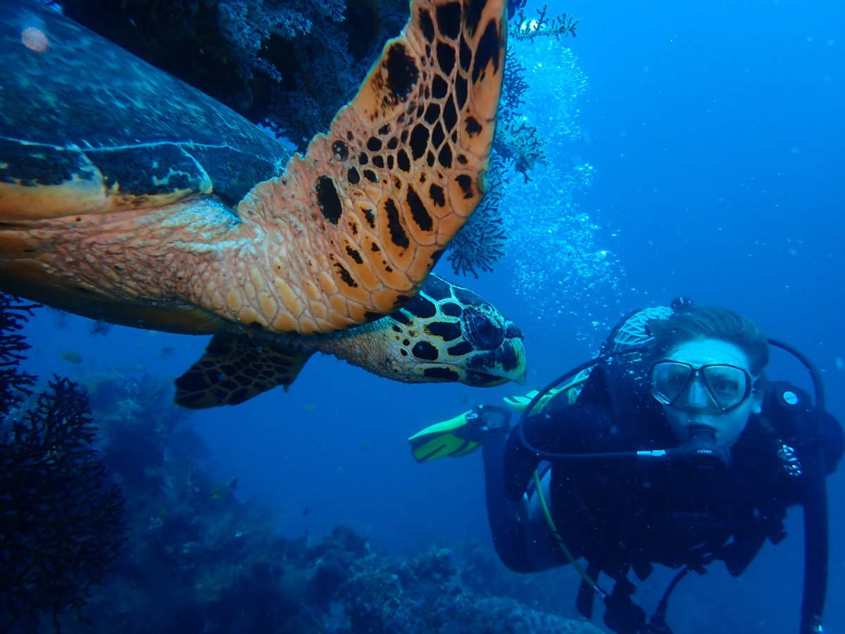 EnaKetut's tweet photo. Welcome to dive us in Balu https://t.co/6W1NxljUw3 #scubadiving #scuba #adventures #snorkeling https://t.co/RiH7WQDCbw